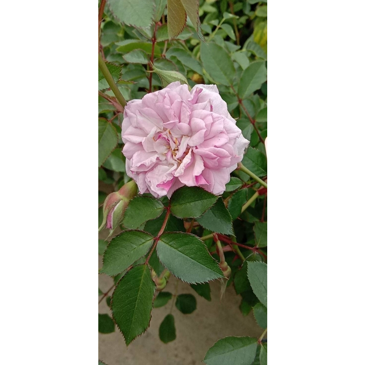 花田厝_玫瑰苗--豪斯登堡 -- 3.5吋黑軟盆 紫色，小輪，蔓性，微香
