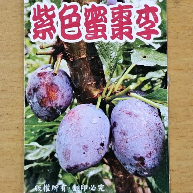 ☆麻絲園種苗☆ 新興果樹/紫色蜜棗李