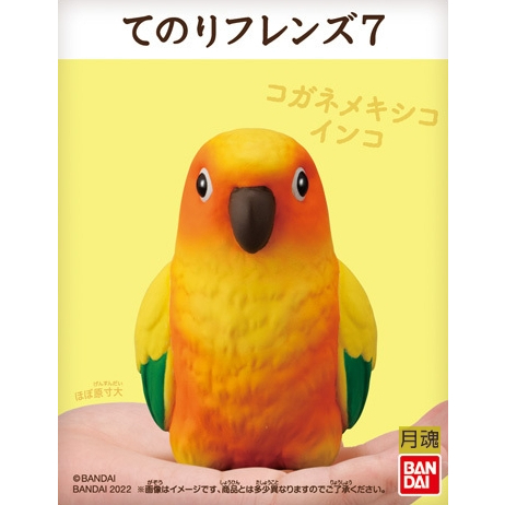 日本 BANDAI 正版盒玩 小鳥 掌上好朋友 7 第七彈 單售 10 金太陽鸚鵡 全新未拆 鸚鵡 鳥