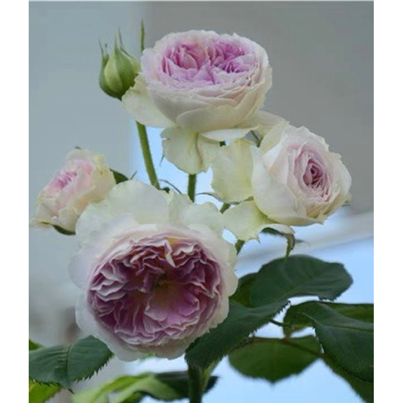 玫瑰花苗 藍月石 玫瑰花 4吋 青山盆 小苗