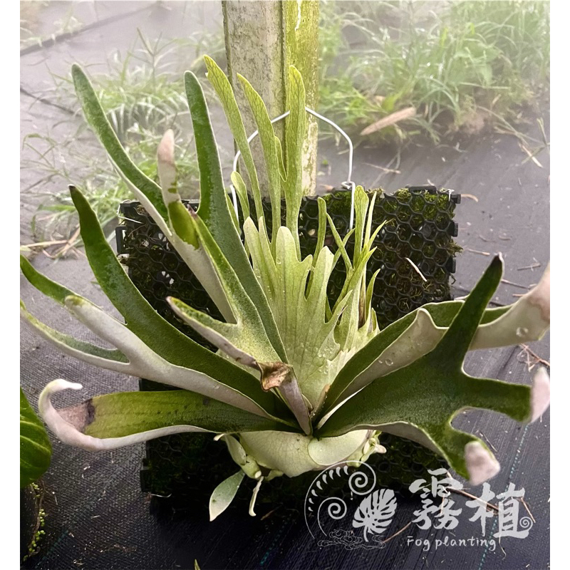 《霧植》澳銀 P. veitchii AR high finger 正側芽 2.5寸盆