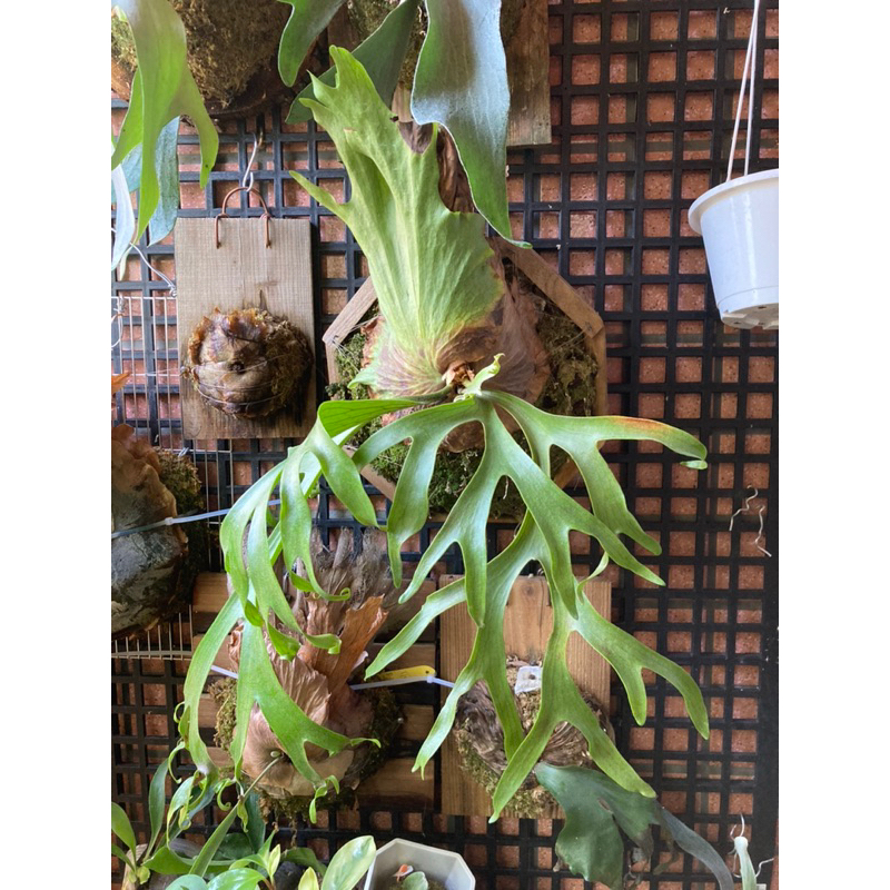 菲律賓皇冠 母珠級鹿角蕨 美美六角盆