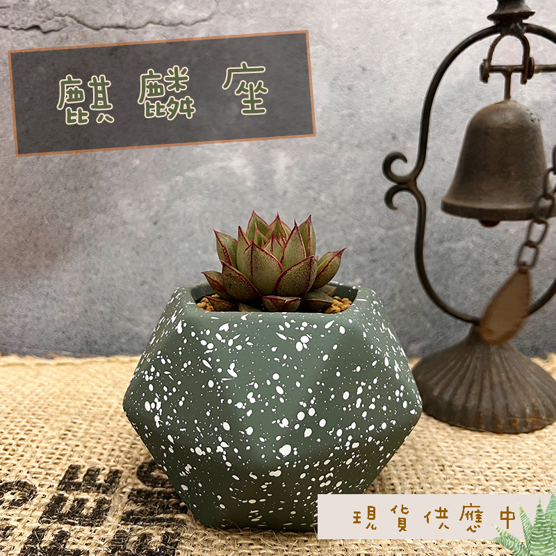 【麒麟座】 三吋盆  多肉植物/仙人掌/觀葉植物/空氣鳳梨/石頭玉