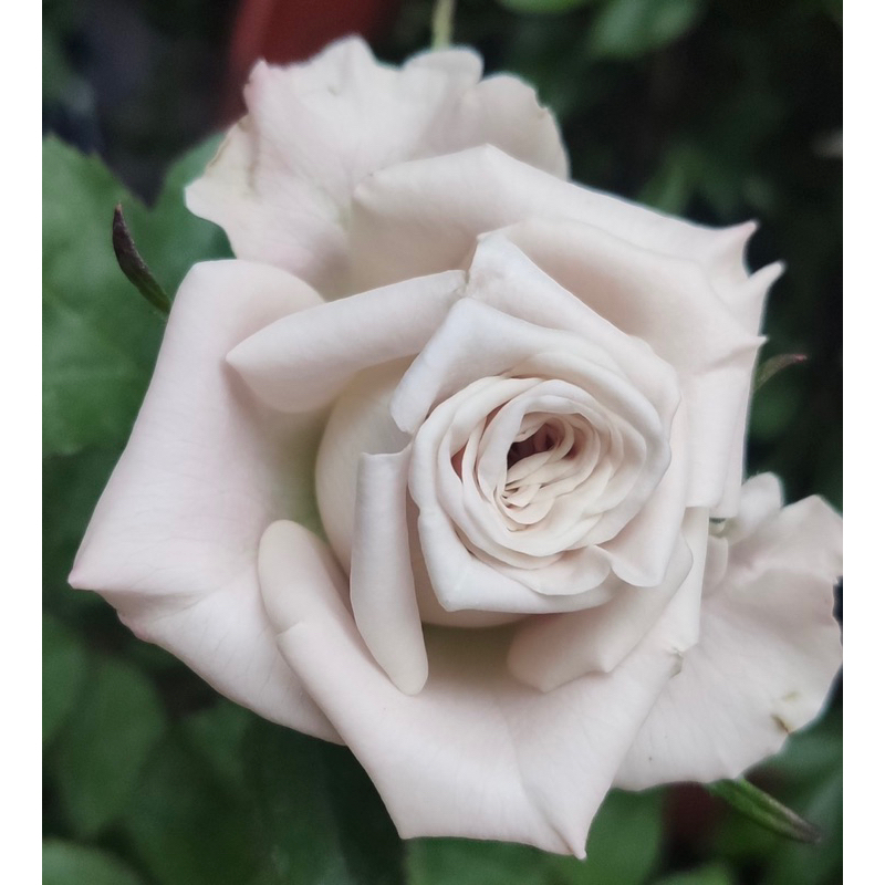 玫瑰花苗 曼塔 薄荷紫 玫瑰花 4吋 青山盆 小苗