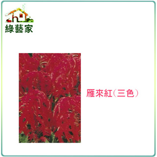 H13.雁來紅種子35顆(三色，高50cm)花卉 花類種子【綠藝家】