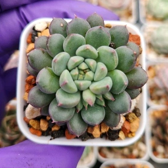日/祝も発送 山梨 受渡し限定出品です！ オリーブ 鉢植え 高さ:約2m