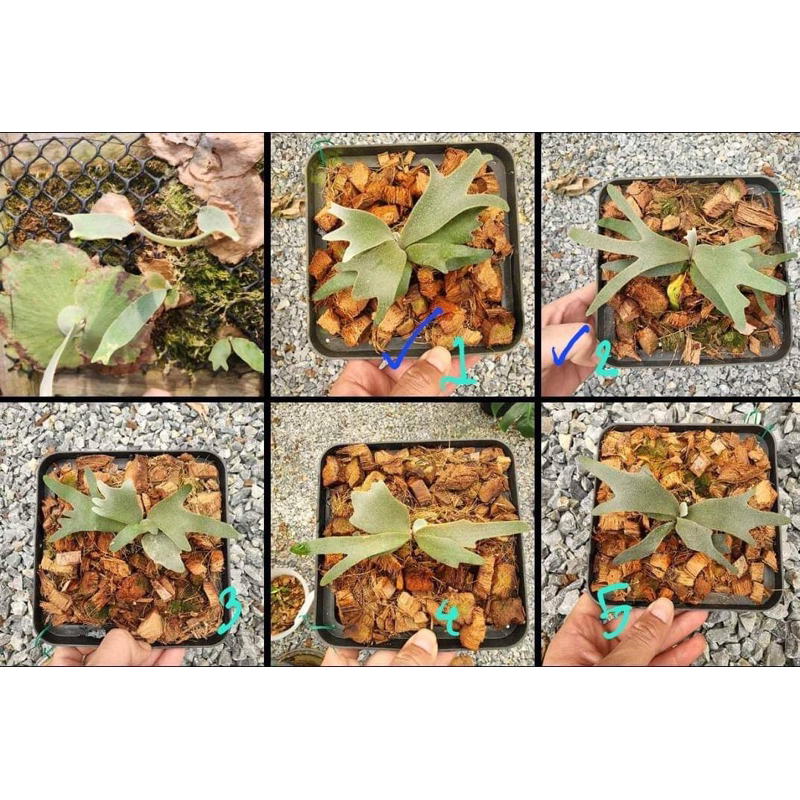 特選株❗️yello moon dwarf spore P.Willinckii Yellow moon spore”Dwarf Select”#41 未來新星成熟