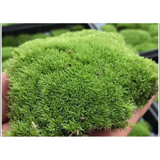 苔鑽🍀超低價 大片天然「15cmx15cm」莫絲 moss莫斯水草 DIY 青苔 微景觀 苔蘚生態造景 陸生水生皆可