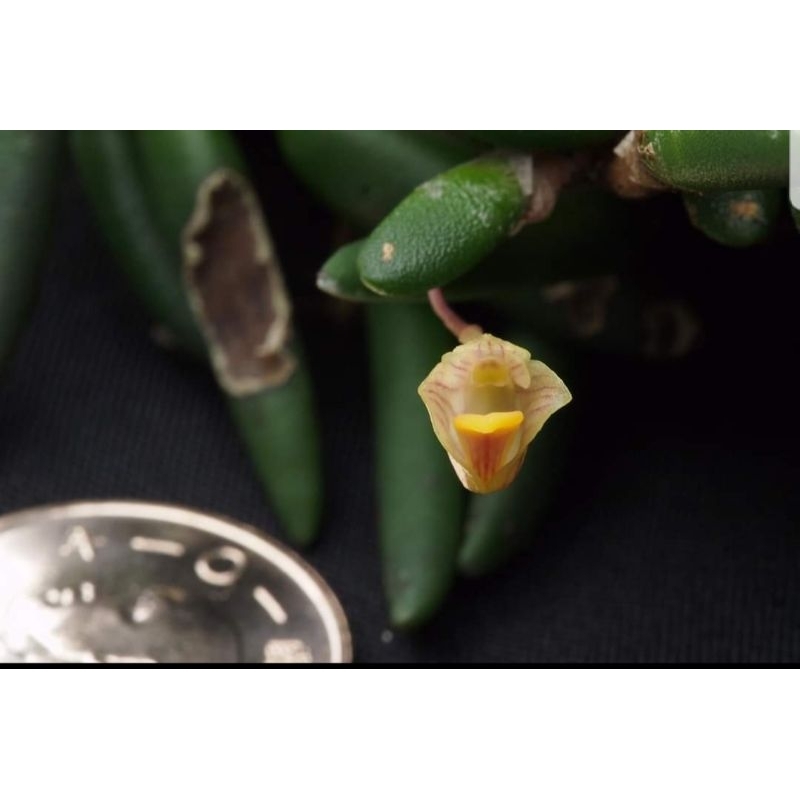 迷你款 原生種 小黃瓜石斛蘭 Dendrobium prenticei