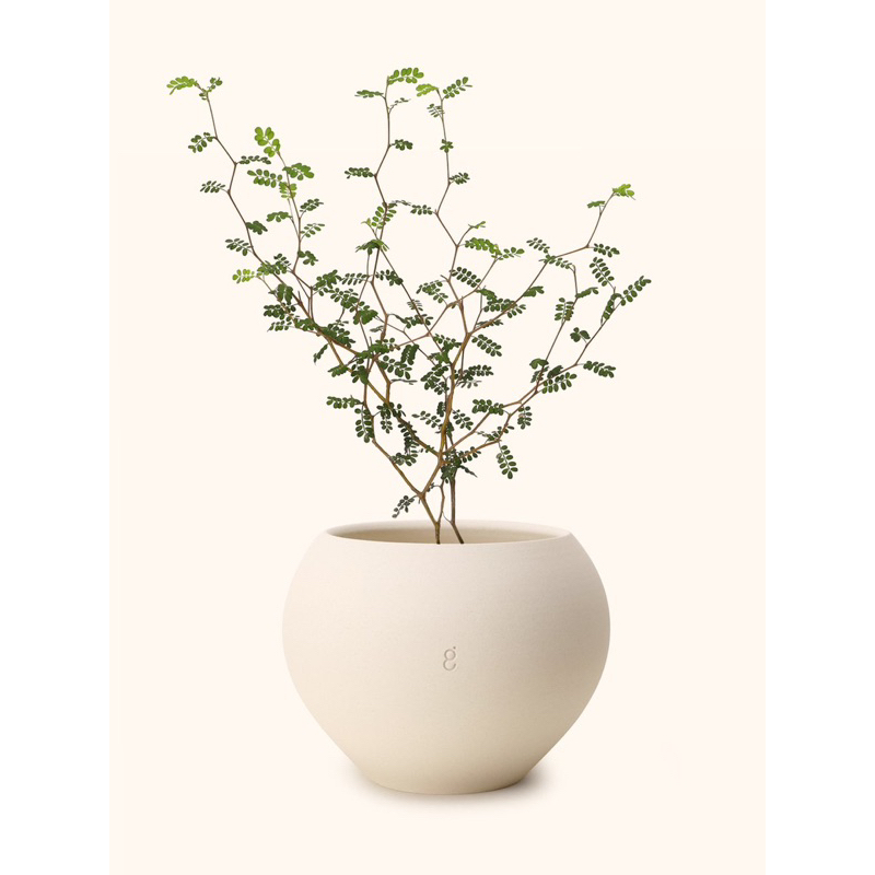 童話樹 種子 Sophora prostrata 小葉