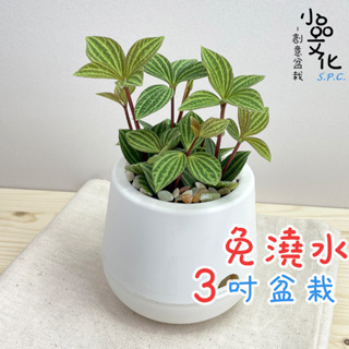 【小品文化】多葉蘭【現貨】3吋雪胖免澆水盆栽 室內植物 懶人盆栽 觀葉植物 水培植物 水培盆栽 植栽