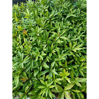 ★綠霖園藝★土楊梅 3寸盆 室內植物/新興果樹/水果樹苗/果苗/嫁接/植物/盆栽
