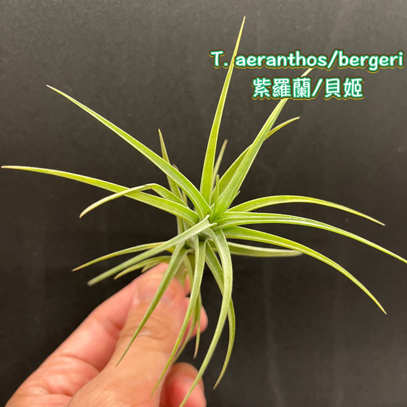 【小玩植】空氣鳳梨 🌿 紫羅蘭 / 貝姬  Tillandsia aeranthos/bergeri，紫羅蘭 / 貝姬