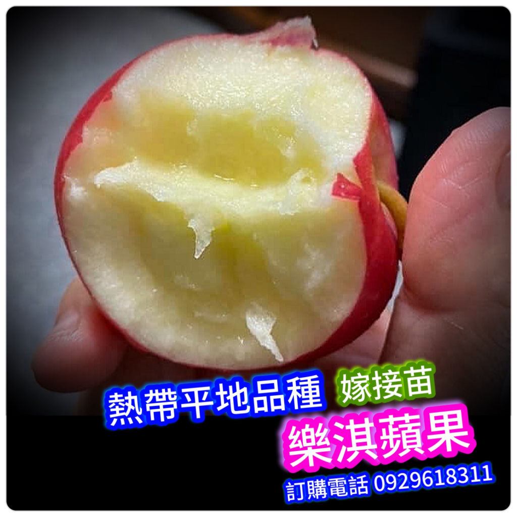 樂淇蘋果嫁接苗盆栽／在全台灣平地都會產果 水果苗 熱帶蘋果 酒樹蘋果Winesap(熱帶正品) 青蘋果 黃蘋果 柱狀蘋果