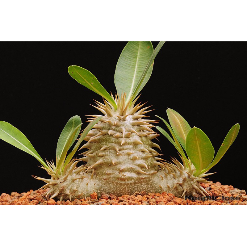 白花惠比須笑Pachypodium brevicaule subsp. leucoxanthum種子