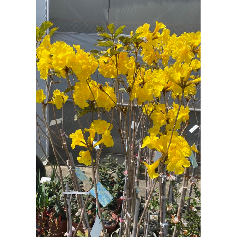 🌳黃花風鈴花1尺歐盆黃金風鈴木 2024/3月 高150公分實物拍攝室內植物 觀葉植物 綠化植物