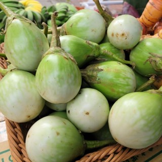 綠紋茄 Terong hijau／Green eggplant 300grams 模型