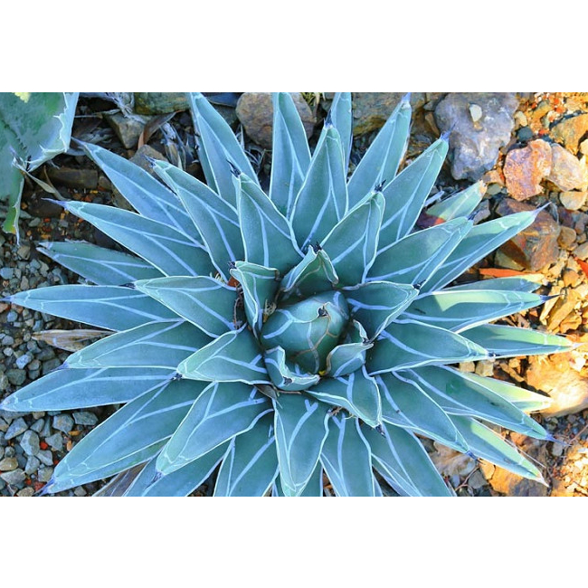 Agave nickelsiae (King of Agave) 笹吹雪 龍舌蘭之王 種子