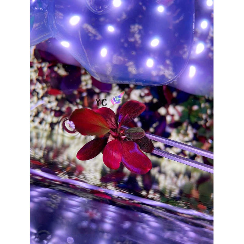 黑岩瀑布海蓮娜「Yc🌿」辣椒榕 神秘草 水草 水中葉 觀葉植物