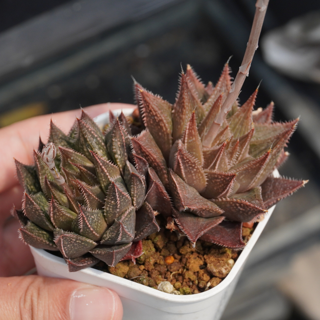 03.02 皮克大x毛系 實生 百合科 Haworthia 多肉植物 詠詠多肉