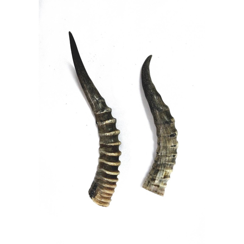 南非羚羊角/刀柄/手工材料/標本/頭骨/鹿角