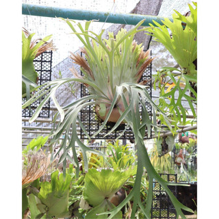 藍娜 Lanna 白毛＆高冠 (Veitchii wild x willinckii) 鹿角蕨 // 河馬語鹿