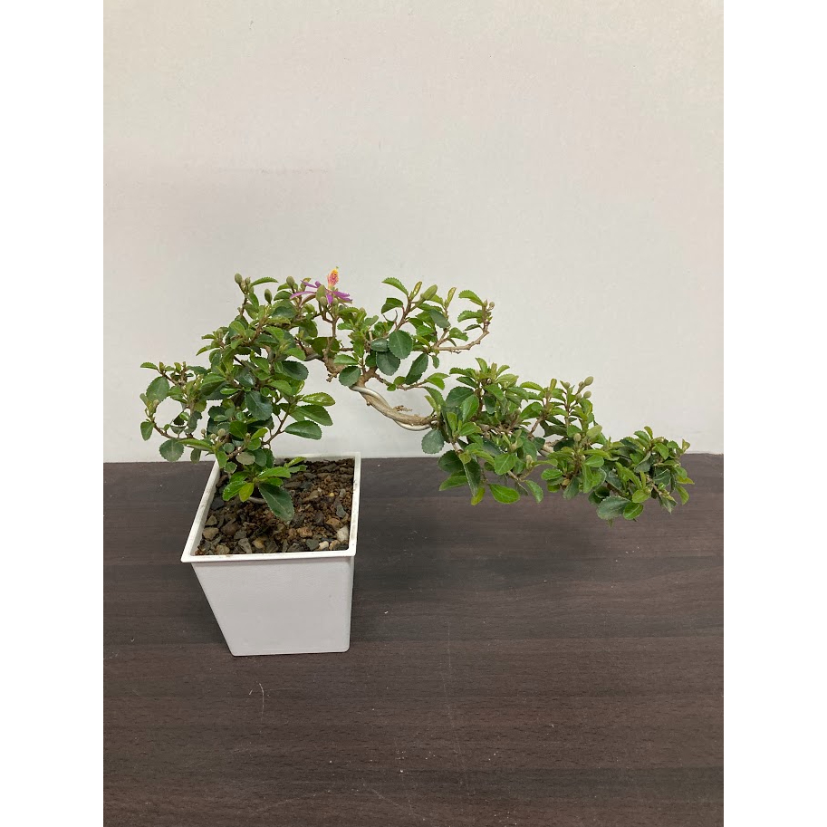 綠園-飄型水蓮木-開花植物-4吋白方盆