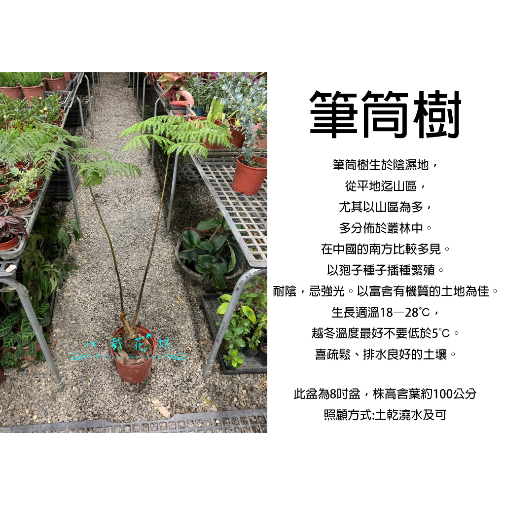 心栽花坊-筆筒樹/8吋/綠化植物/室內植物/觀葉植物/蕨類/售價1200特價1000