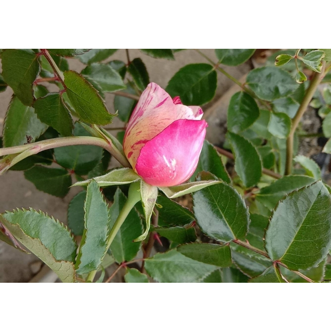 花田厝_玫瑰苗--馬內-- 3.5吋黑軟盆