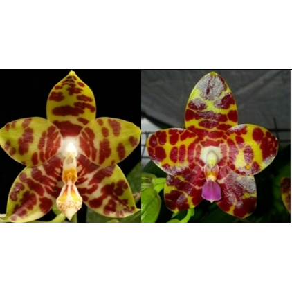 Phal. Zheng Min Yew  x Phal. Kung's Red Cherry瓶苗 蝴蝶蘭