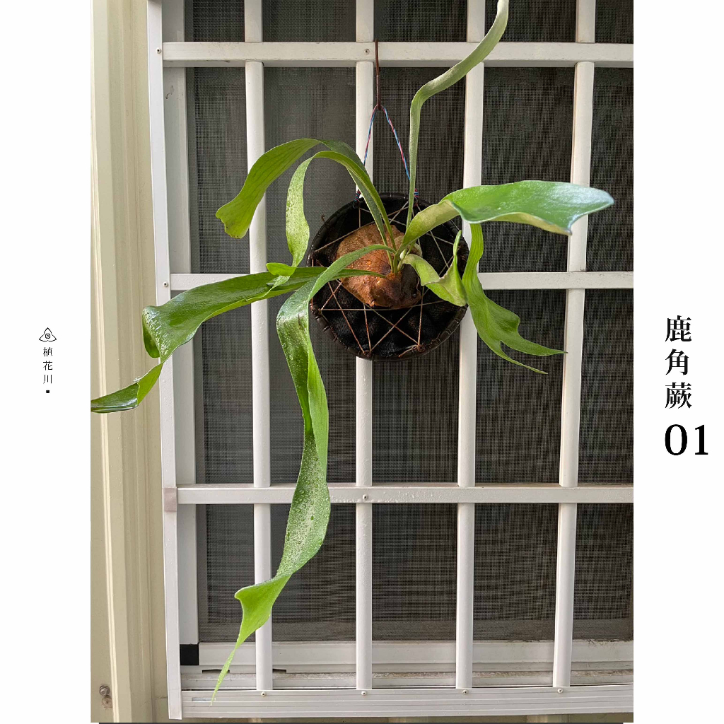 普通鹿角蕨 蕨類植物 園藝 療癒 植栽 陽台植物 2023.03三月新上市！【植花川】
