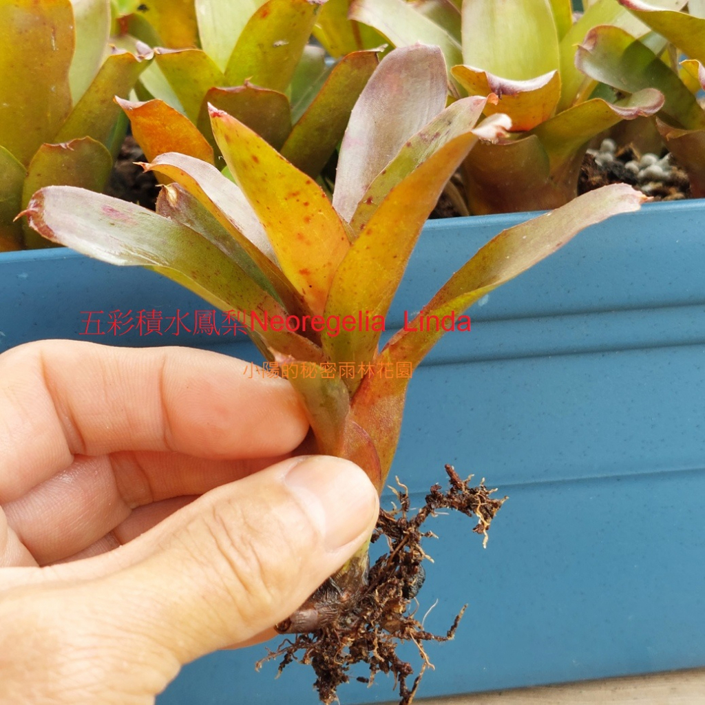 可愛迷你款五彩積水鳳梨---Neoregelia Linda 最佳送禮植栽【成株一組3株出售】積水鳳梨/多肉植物