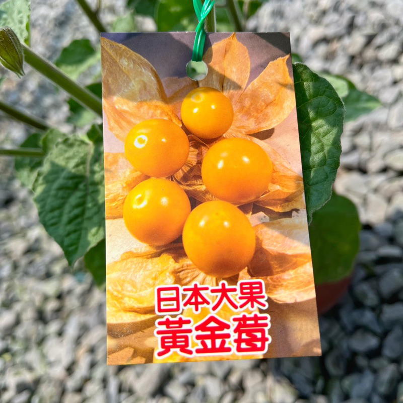 👉霖樺園👈《6～4吋盆-黃金梅/燈籠果/日本大果》園藝|果樹|水果苗|盆栽