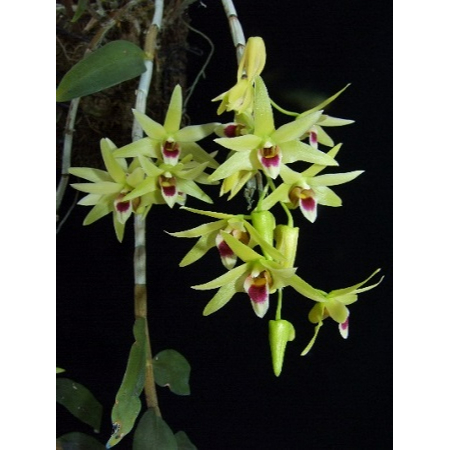 Dendrobium catenatum石斛蘭 瓶苗