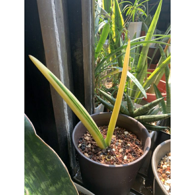 青蟹錦 種植6個月 穩根 虎尾蘭