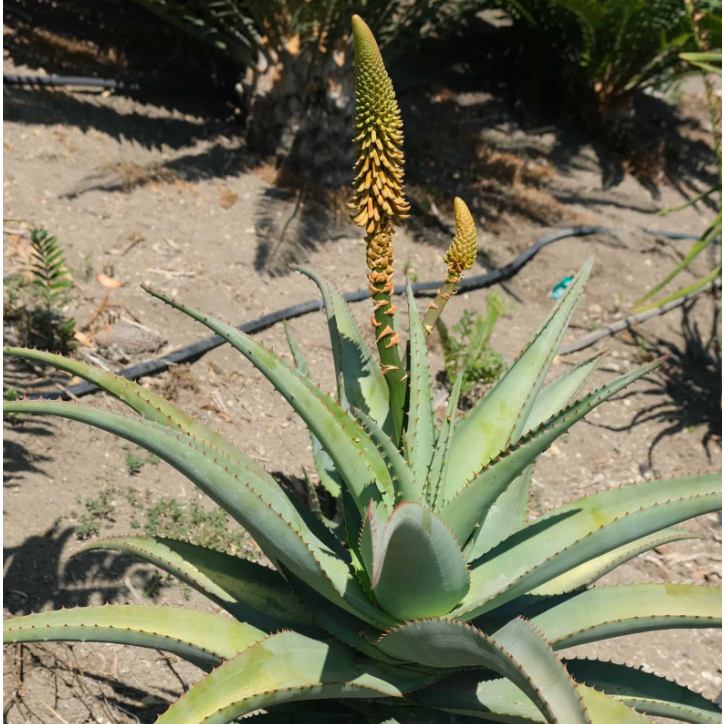 Aloe africana 非洲蘆薈 種子
