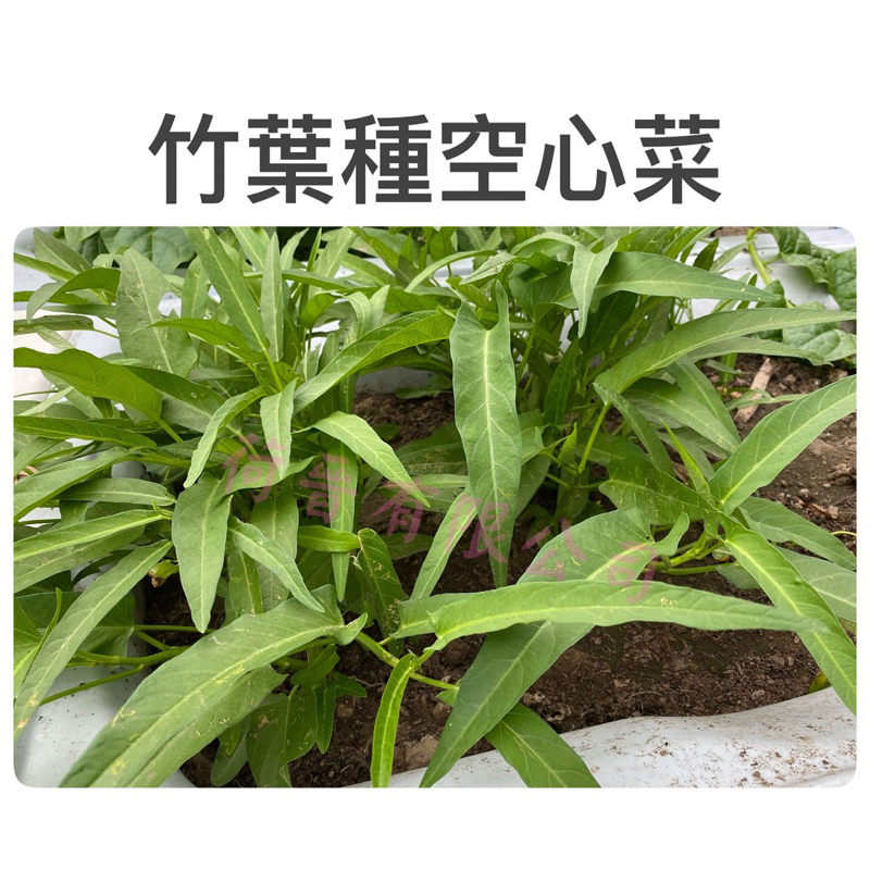 竹葉種空心菜(蕹菜)種子20公克(約400粒)