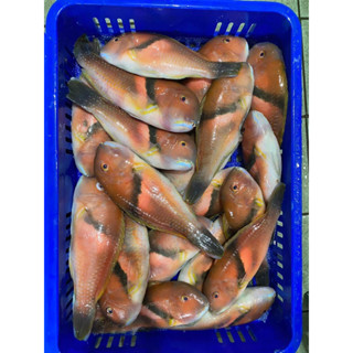 澎湖野生紅石佬🐟-鱻吃海鮮