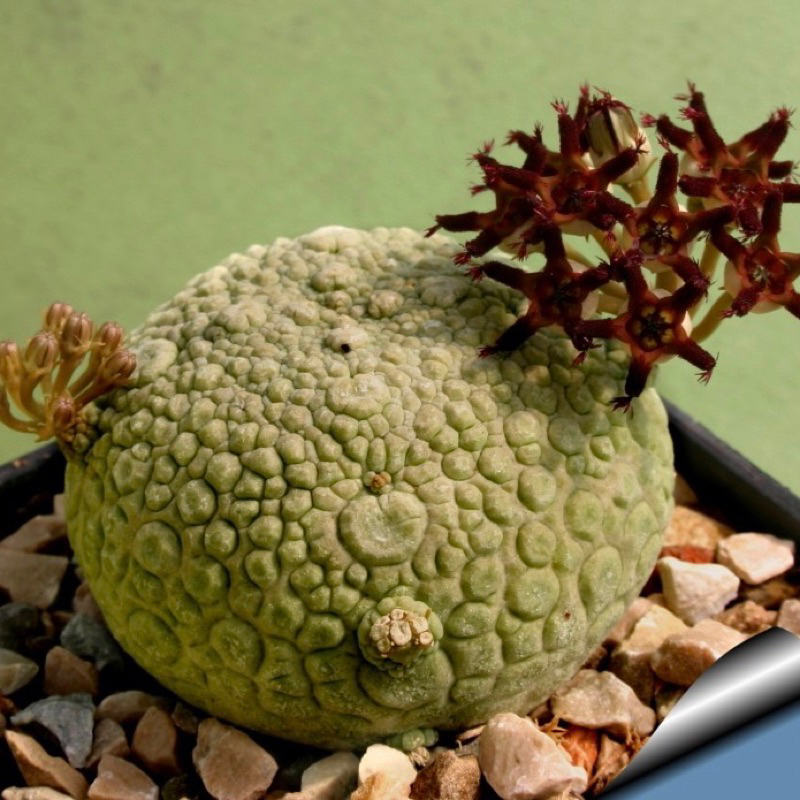 台北塊根｜Pseudolithos migiurtinus 凝蹄玉 擬蹄玉