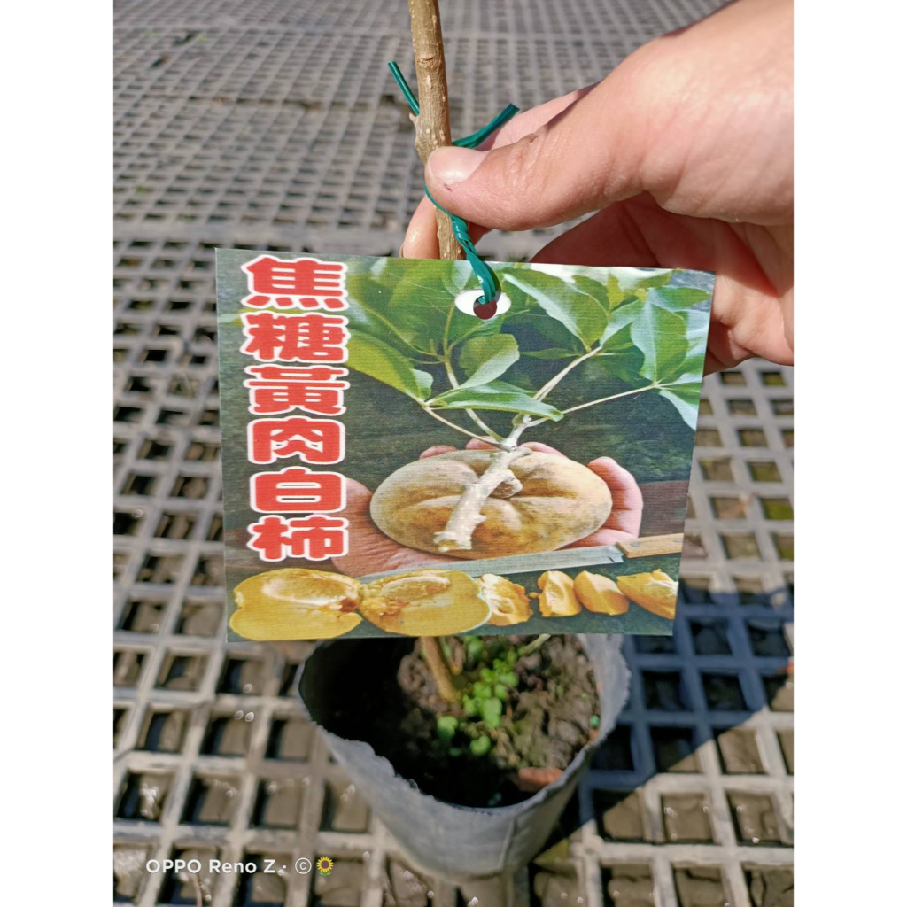 花巷-焦糖黃肉白柿(冰淇淋果)/香肉果品種/嫁接水果苗/5吋