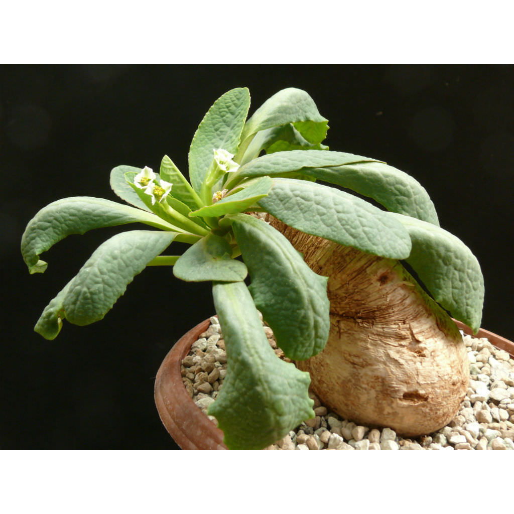 櫻花大戟 Euphorbia primulifolia 種子