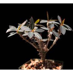 大戟Euphorbia ambarivatoensis 種子