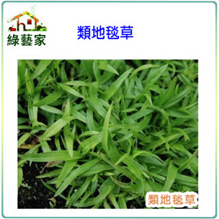 M03.類地毯草種子5000顆(約3公克)(有藥劑處理)(草皮種子)草皮種子【綠藝家】