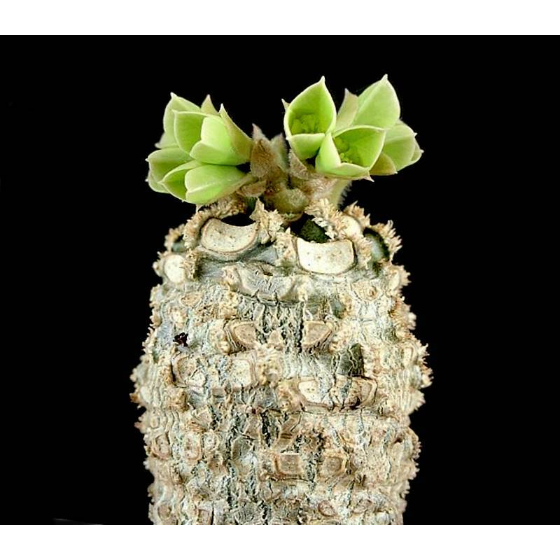 安卡大戟Euphorbia ankarensis 種子