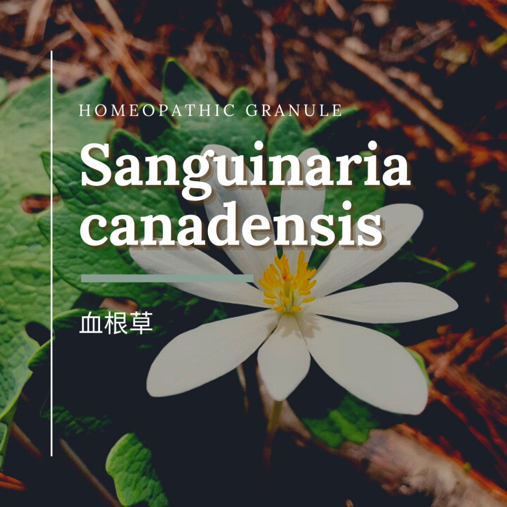 順勢糖球【血根草●Sanguinaria canadensis】Homeopathic Granule