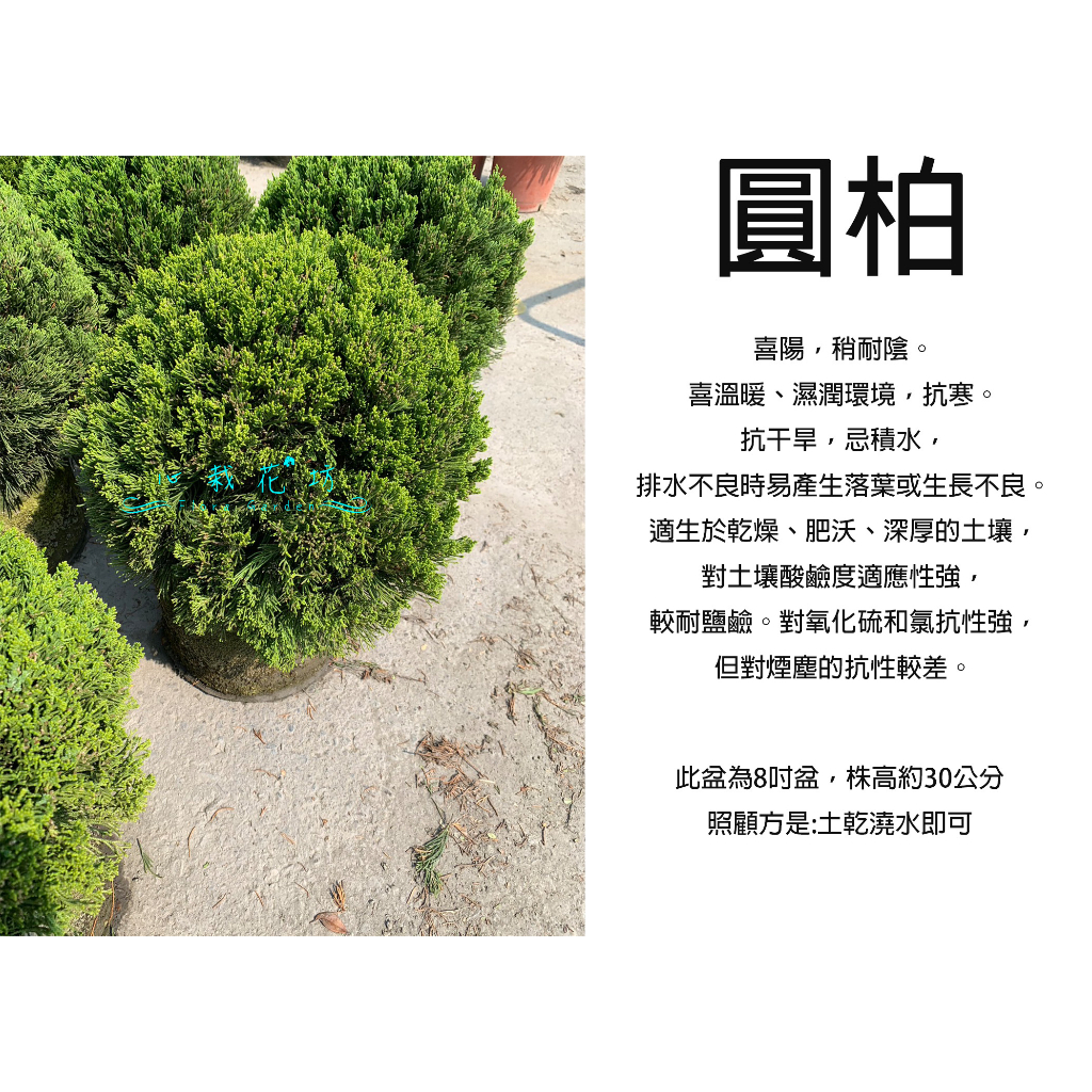 心栽花坊-圓柏/8吋/高經濟植物/綠化植物/綠籬植物/松杉柏檜/售價700特價600