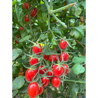 周哎甲嘉義溫室栽種玉女、橙蜜小番茄