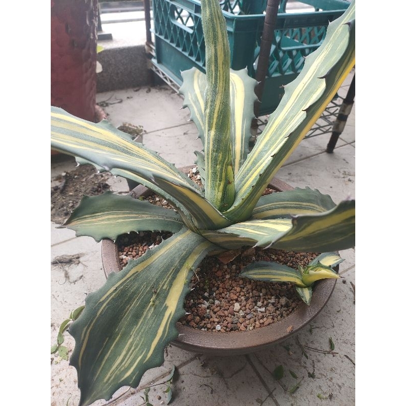 多肉植物龍舌蘭（agave salmiana var.ferox赤牙龍縞斑）