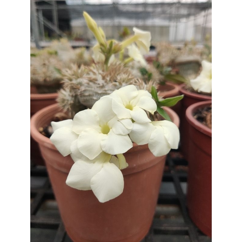 白花惠比須笑（pachypodum bravicaule ssp.leucoxanthum)塊根多肉植物種子10顆