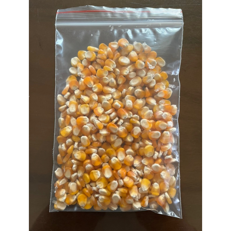 出芽率90%以上100公克裝(約350顆)人工選種紅鬚(紅秋)玉米筍非基改二代泰國品種